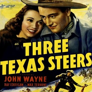 Three Texas Steers photo 5