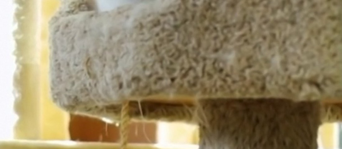 My cat from hell season 6 episode best sale 7
