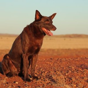 Koko: A Red Dog Story photo 5