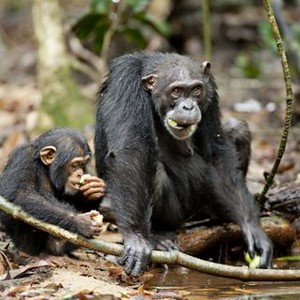 "Chimpanzee photo 11"