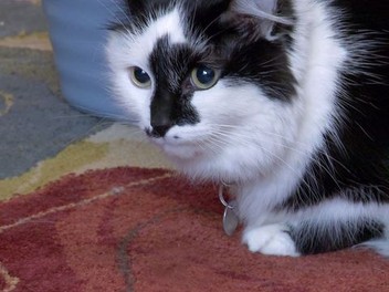 My cat from hell season 6 episode 2 sale