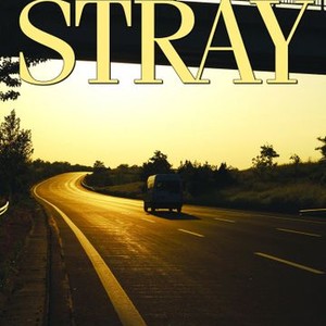 Stray photo 9