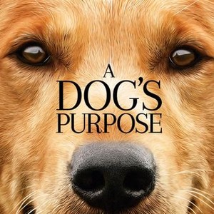 A Dog's Purpose photo 14