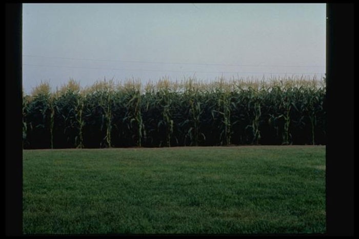 Field of Dreams Pictures - Rotten Tomatoes