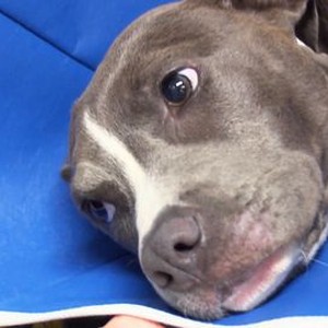 Dr. Chris: Pet Vet