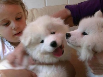 Samoyed dogs 101 sales