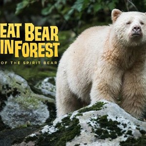 Great Bear Rainforest Land Of The Spirit Bear Rotten Tomatoes