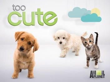 Too cute full episodes discount