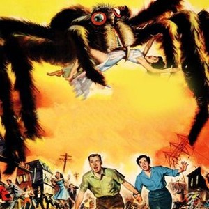 Tarantula photo 3