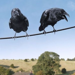 "Charlotte&#39;s Web photo 1"