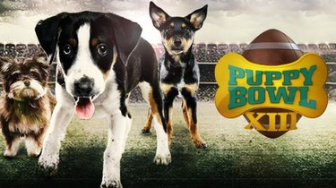 Puppy bowl xiii best sale