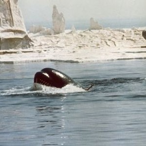Orca (1977) photo 4