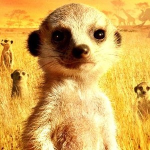 The Meerkats photo 13