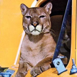 Charlie, the Lonesome Cougar (1967)