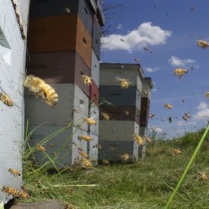 Vanishing of the Bees (2009) photo 7
