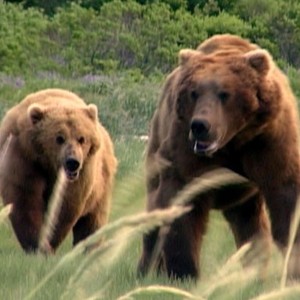 Grizzly Man photo 11