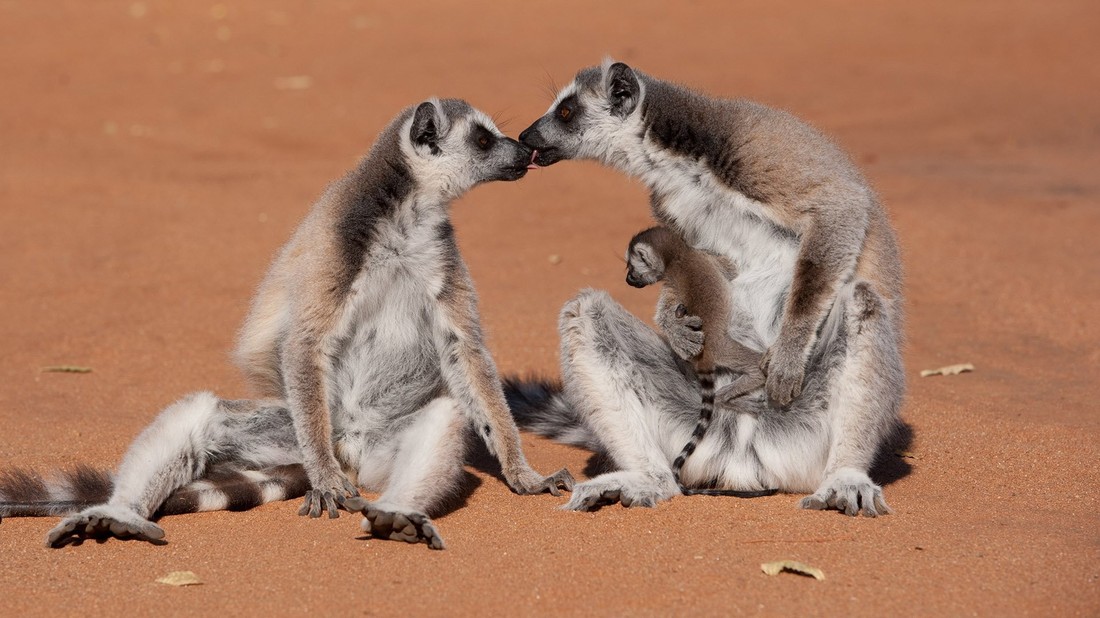 Island of Lemurs Madagascar Rotten Tomatoes