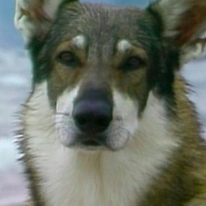 The Littlest Hobo