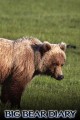 Big Bear Diary