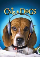 Cats & Dogs poster image