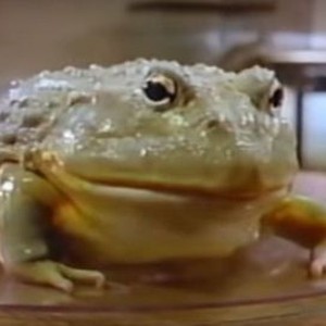 Frog (1987) photo 7