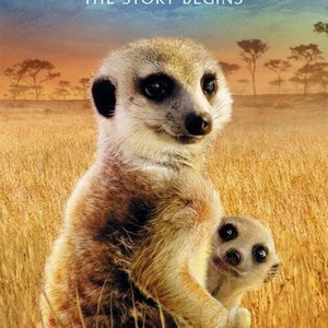 Meerkat Manor The Story Begins Rotten Tomatoes