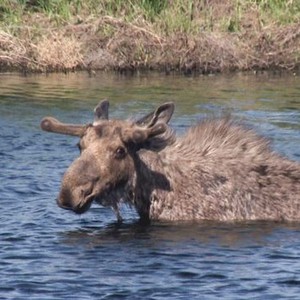 Yellowstone Wardens: Season 1, Episode 1 - Rotten Tomatoes