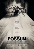 Possum poster image
