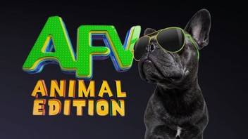 America's funniest home videos dogs online