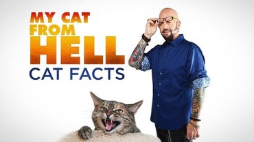 My cat from hell season deals 1 episodes