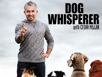 Dog Whisperer: Season 1 | Rotten Tomatoes