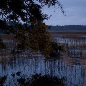 "Savannah photo 3"