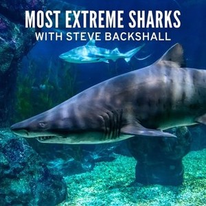 Most Extreme Sharks With Steve Backshall - Rotten Tomatoes