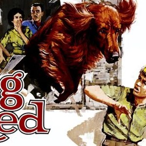 Big Red 1962 Rotten Tomatoes