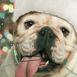 A Bulldog for Christmas photo 3