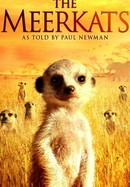 The Meerkats poster image