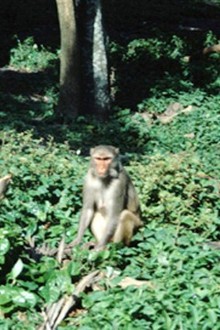 その他 Why Dogs Smile and Chimpanzees Cry [DVD] Why Dogs Smile And Chimpanzees Cry (DVD, 2000) for sale