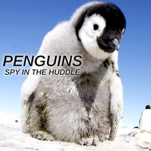 Penguins: Spy in the Huddle - Rotten Tomatoes