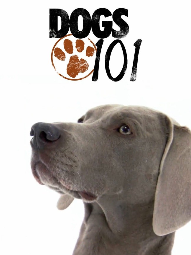 Weimaraner best sale dogs 101