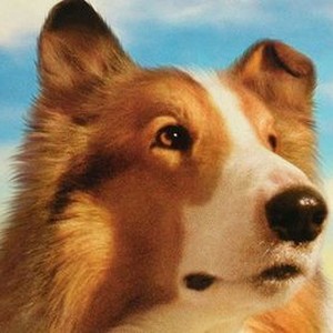 Lassie photo 12