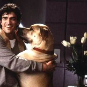 THE TRUTH ABOUT CATS & DOGS, Ben Chaplin, 1996, TM and Copyright (c)20th Century Fox Film Corp. All rights reserved.
