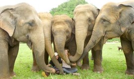 Love & Bananas: An Elephant Story: Trailer 1 photo 1