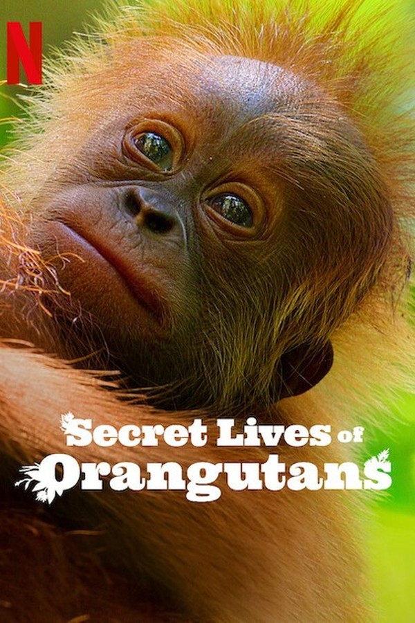 In the lush Sumatran jungles, renowned narrator David Attenborough guides us into the secret world of orangutans, our closest primate kin. Follow 8-year-old Eden as she navigates the threshold of independence, facing a treacherous yet mesmerizing journey in this captivating documentary that delves into the intricate lives of these endearing creatures.