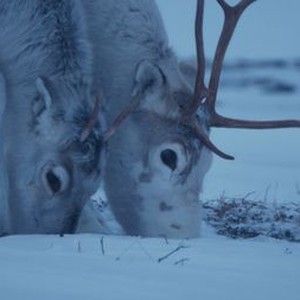 "A Reindeer&#39;s Journey photo 11"