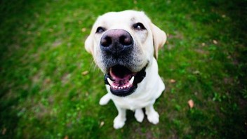その他 Why Dogs Smile and Chimpanzees Cry [DVD] WHY DOGS SMILE & CHIMPANZEES CRY DVD, WITH SIGOURNEY WEAVER