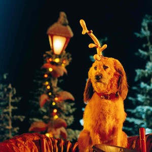 The Grinch Who Stole Christmas Dog Pictures - PictureMeta