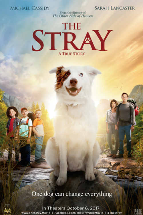 The Stray poster