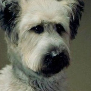 Karate Dog (2004) photo 2