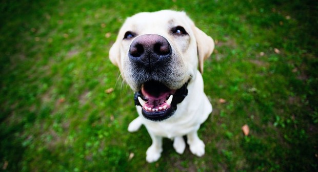 Why Dogs Smile & Chimpanzees Cry | Rotten Tomatoes