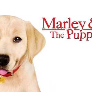"Marley &amp; Me: The Puppy Years photo 4"